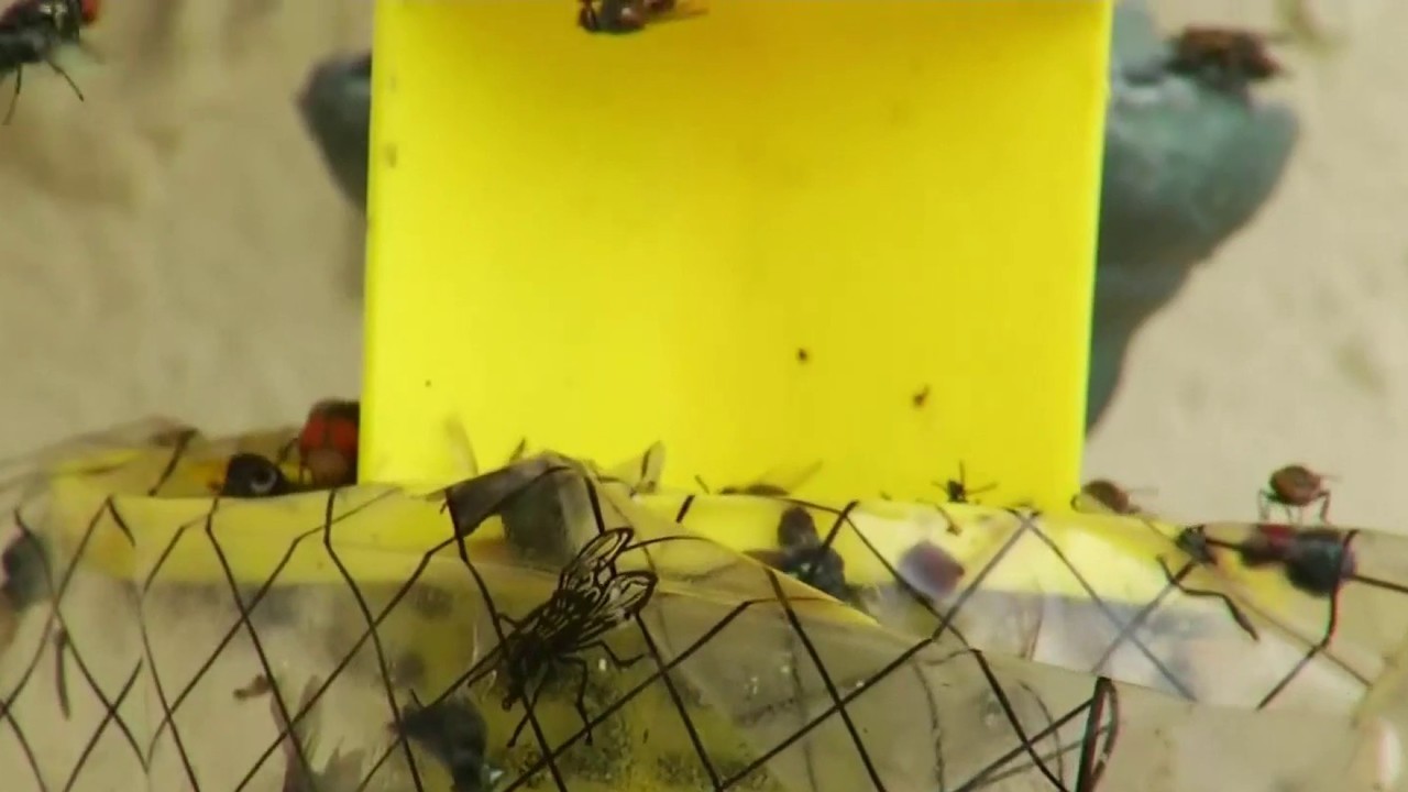 4 things to know about flies swarming Central Florida